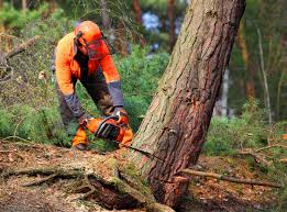 Best Tree Disease Treatment  in Hummelstown, PA