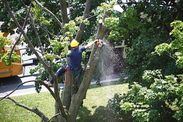  Hummelstown, PA Tree Removal Services Pros