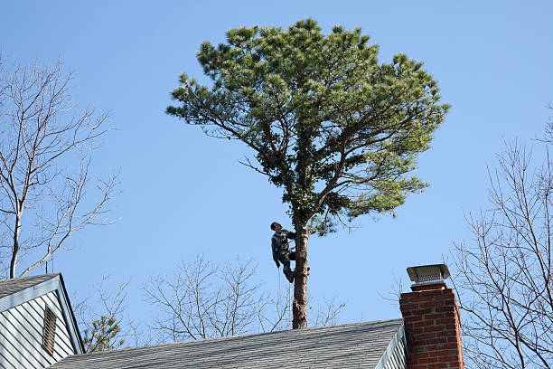 Professional Tree Removal Services in Hummelstown, PA